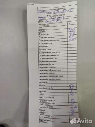 Пшеница 3 класс сорт Маркиза