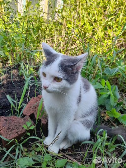 Котика выбросили в СНТ Полет 3