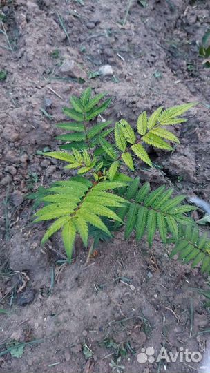 Рябинник рябинолистный)