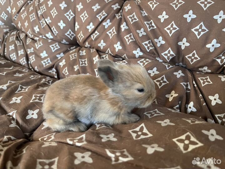 Декоративные кролики