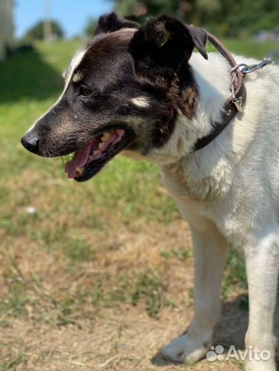 У Бима умер хозяин