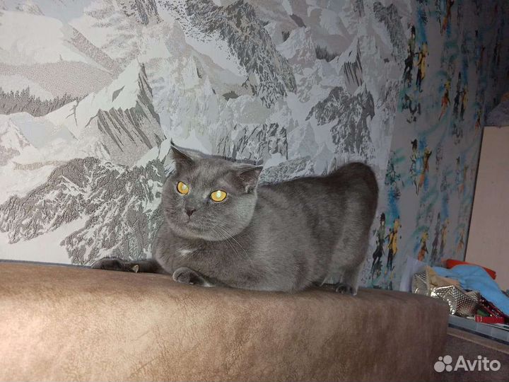 Шотланская кошка вязка