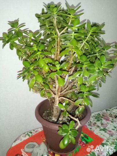 Крассула толстянка