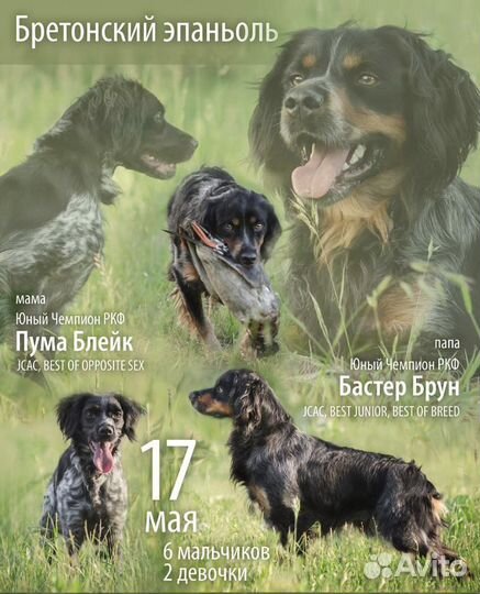 Вязка, кобель бретонский эпаньоль