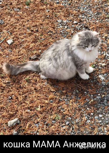 Красивые котята