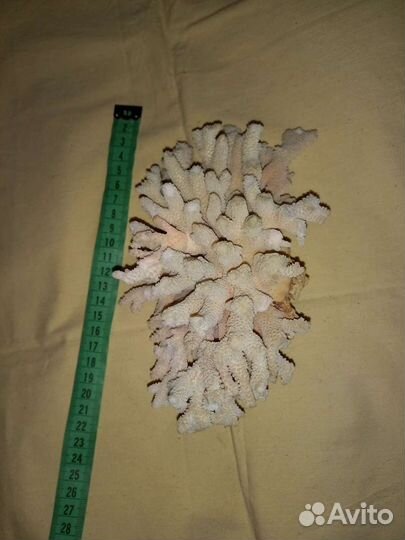 Натуральный коралл