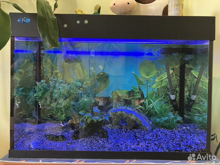 Аквариум