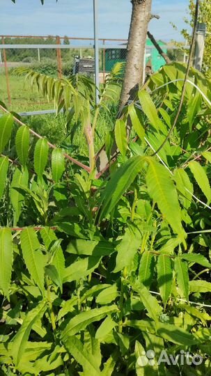 Сумах (уксусное дерево)