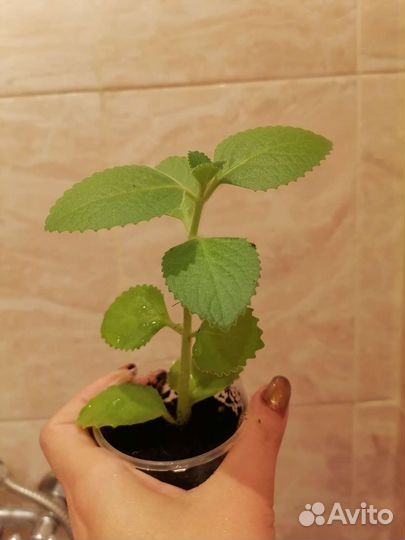 Комнатная мята