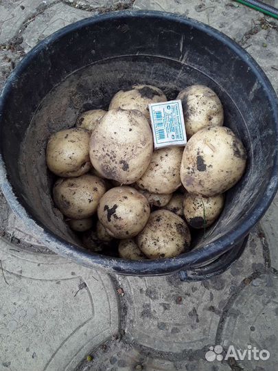 Картофель семенной и продовольственный
