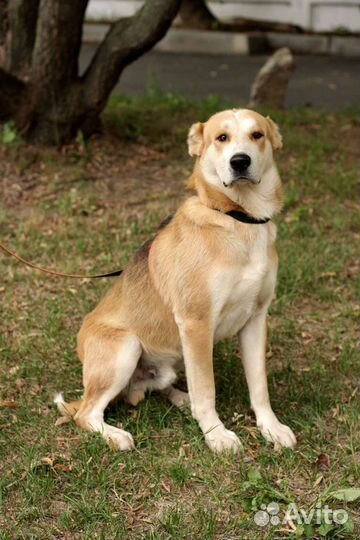 Генри в дар