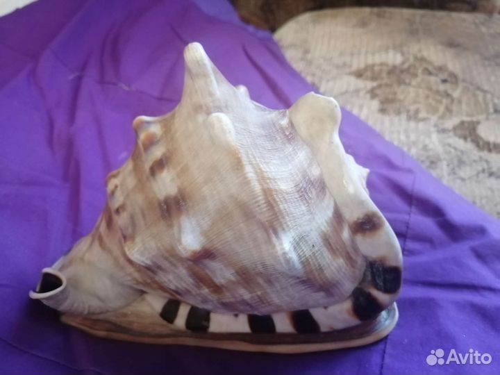 Раковины морские