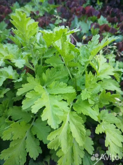 Ромашка девичья пиретрум