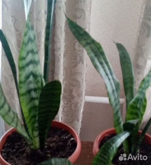 Сансевиерия