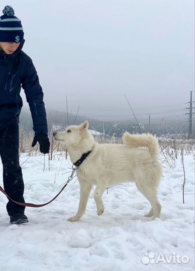 Собака в добрые руки. хаски