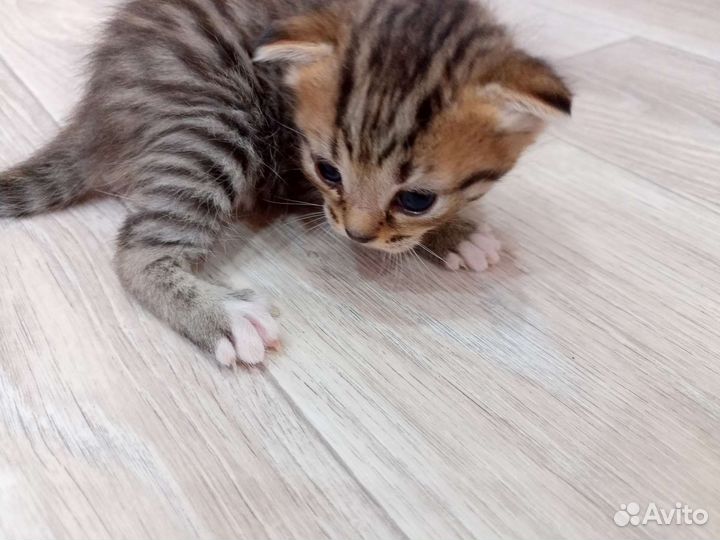 Котенок шотландский полукровка