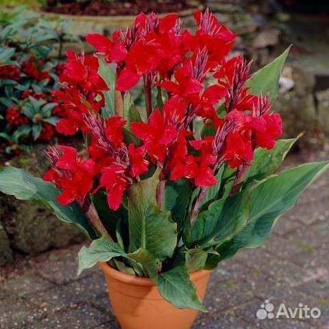 Канна красная