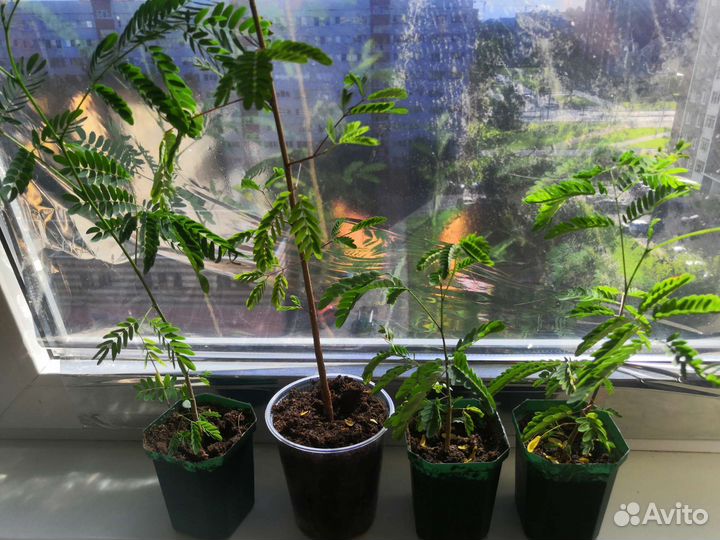 Акация ленкоранская