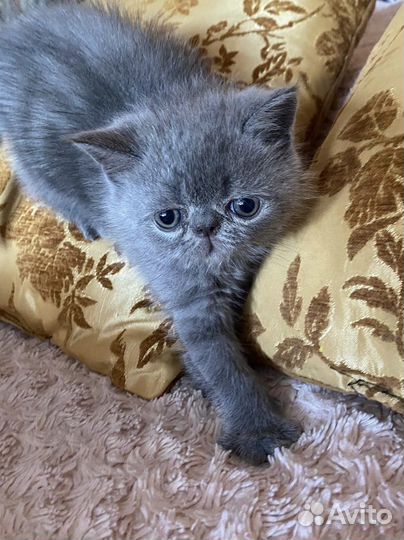 Котята экзоты