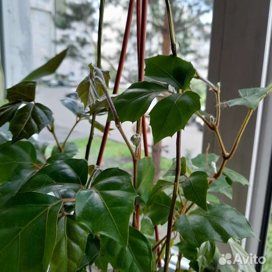 Роициссус ромбический