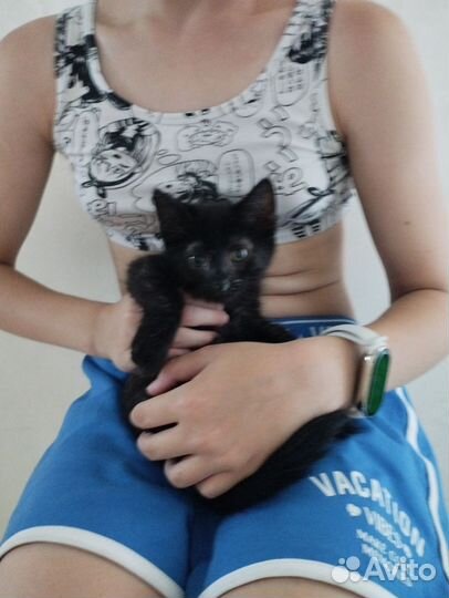Котенок чёрный пушистый 2 мес. Стерилизована