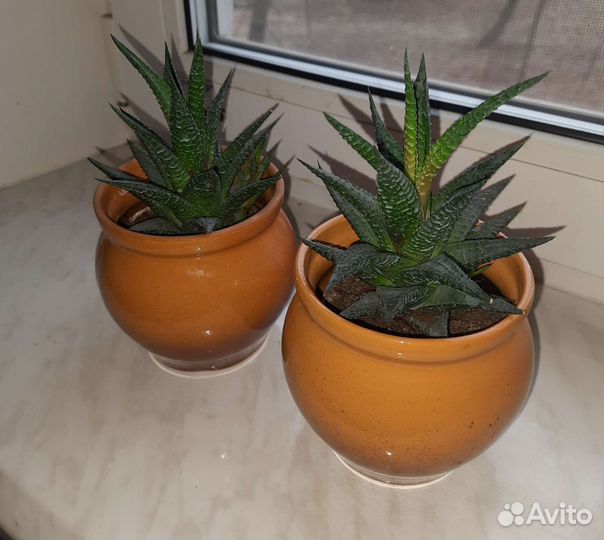 Комнатные растения