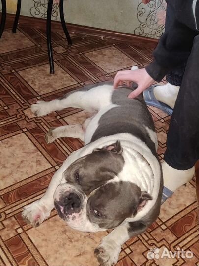 Кобель экзотик американский булли