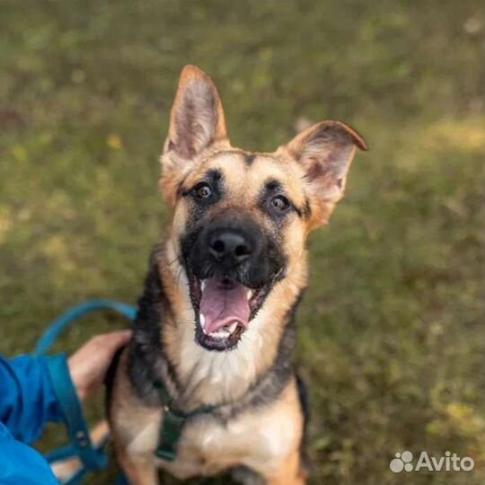 Мини овчарка в добрые руки