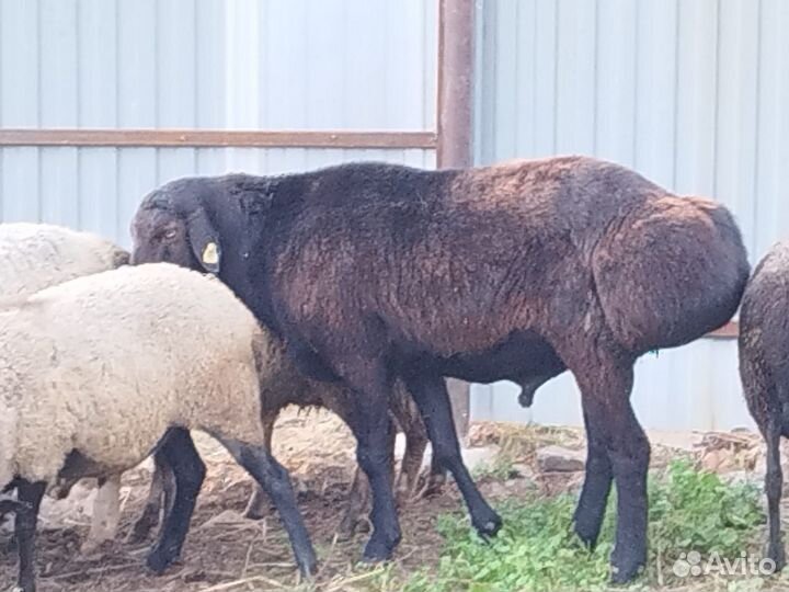 Курдючные баран