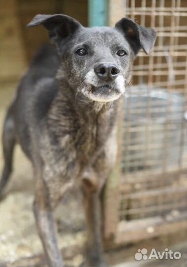 Отдам в хорошие руки собаку