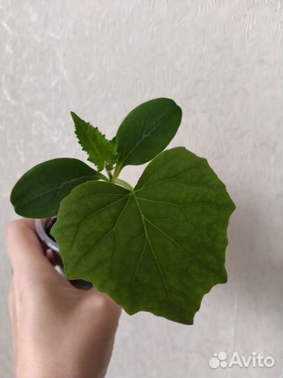 Рассада огурцов