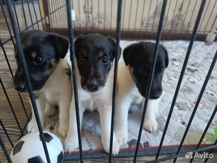 Щенки гл.фокстерьер