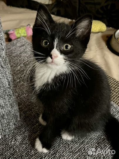 Черные и черно-белые котята ищут семьи