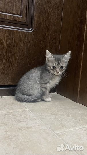 Котенок в добрые руки