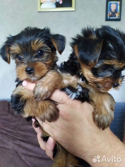 Йоркширский терьер щенки