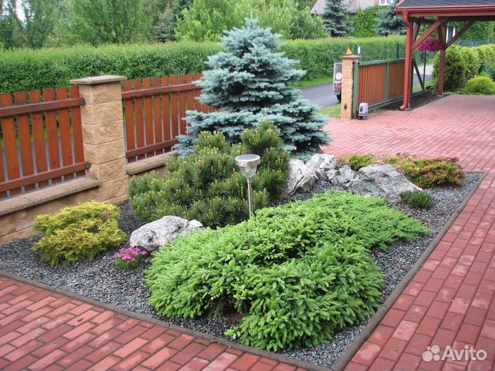 Саженцы Ель голубая