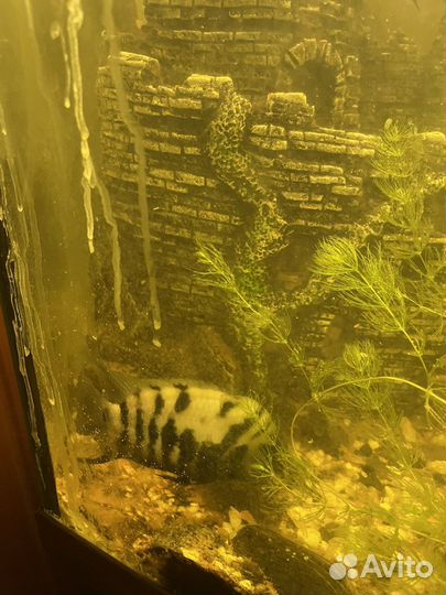 Цихлозома чернополосая