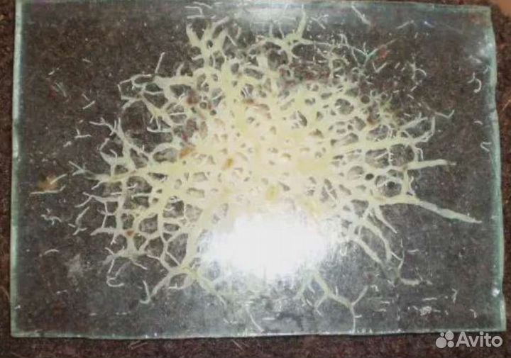 Гриндальский червь