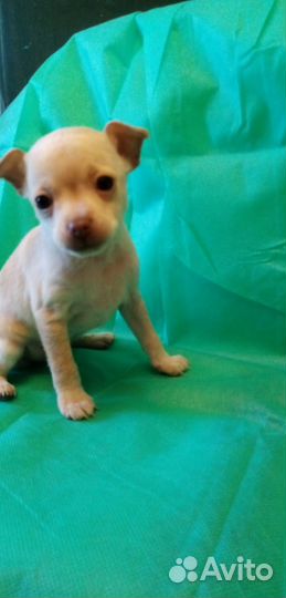 Продам щенков той-терьера