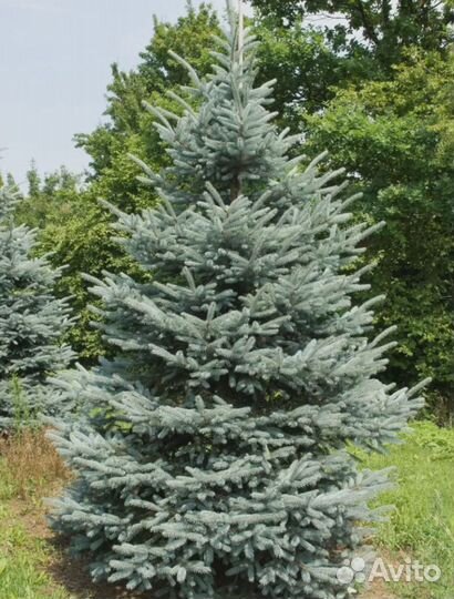 Живая елка оптом и в розницу с доставкой