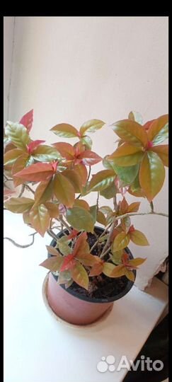 Переския шиповатая (кактус)