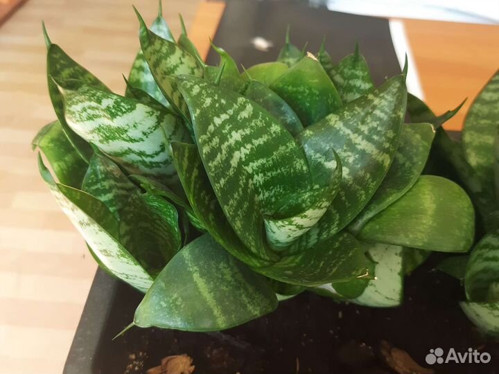 Сансевиерия Хана