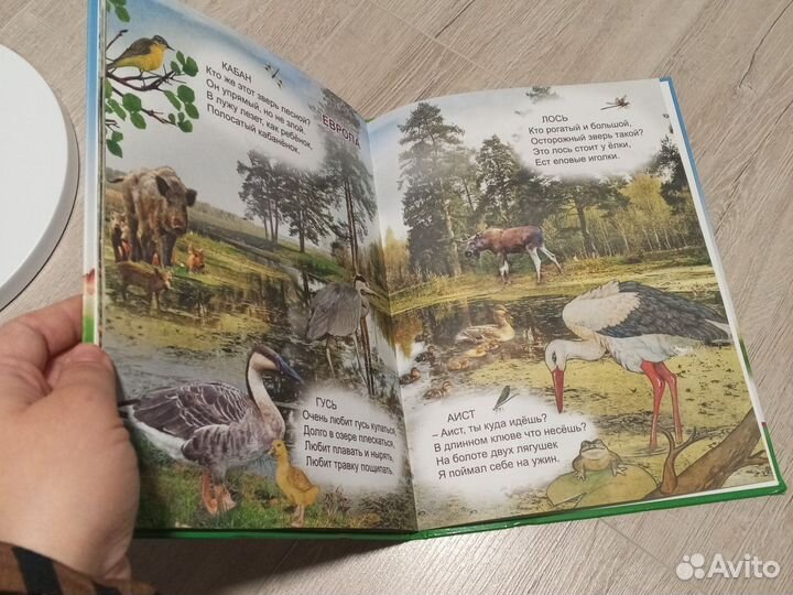 Книга для детей животный мир земли