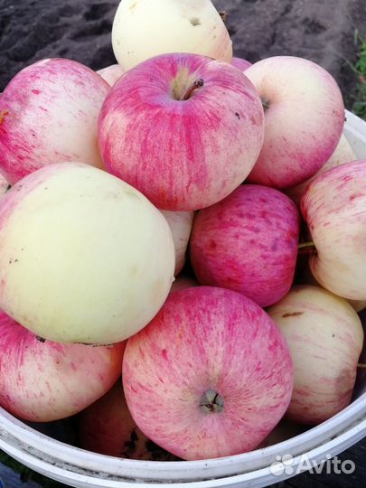 Яблоки домашние