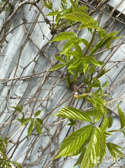 Девичий виноград