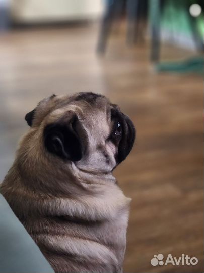 Мопс мальчик вязка