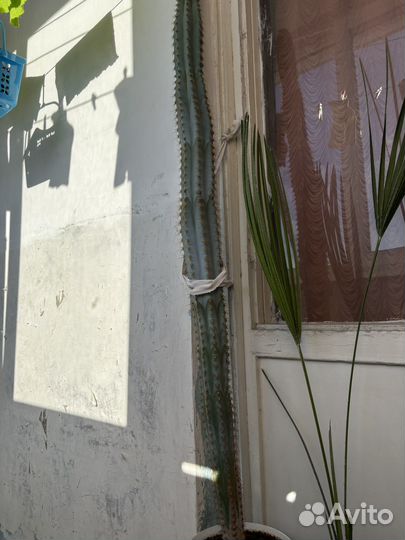 Кактусы редкие