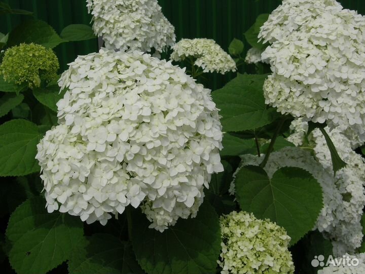 Продаются кустарники гортензии Инкредибол, много