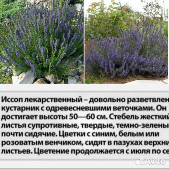 Вербейник, астра, иссоп, золотарник