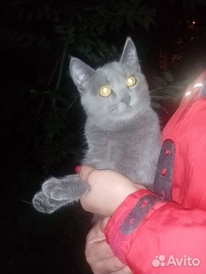 Кошки бесплатно